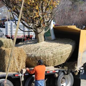 Peat & Son Delivery Service