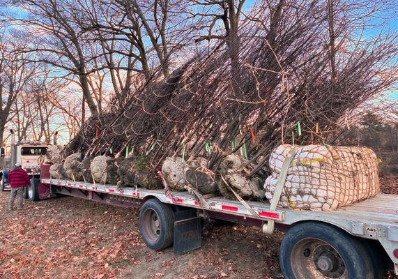 B&B Trees on Flatbed