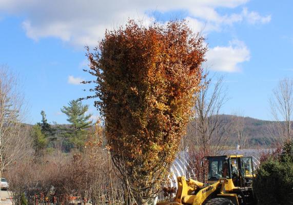 Moving Massive B&B Tree 1