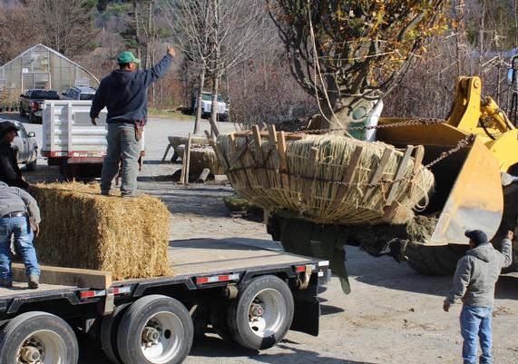 Moving Massive B&B Tree 3