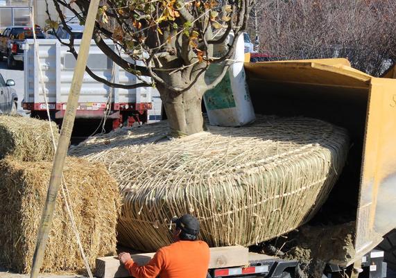 Moving Massive B&B Tree 4