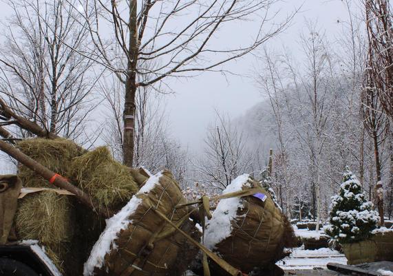 Moving Trees