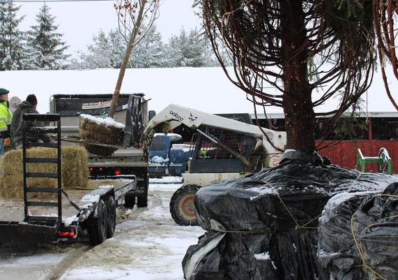 Moving Trees; Even in Winter!