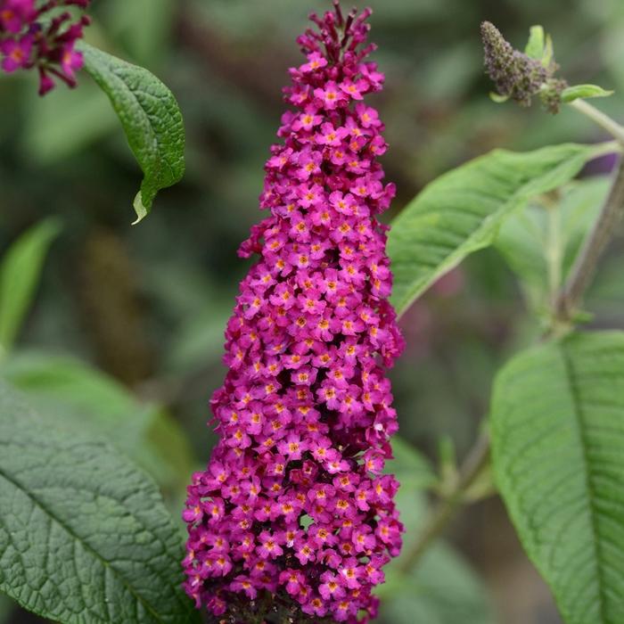 Buddleia CranRazz&trade;