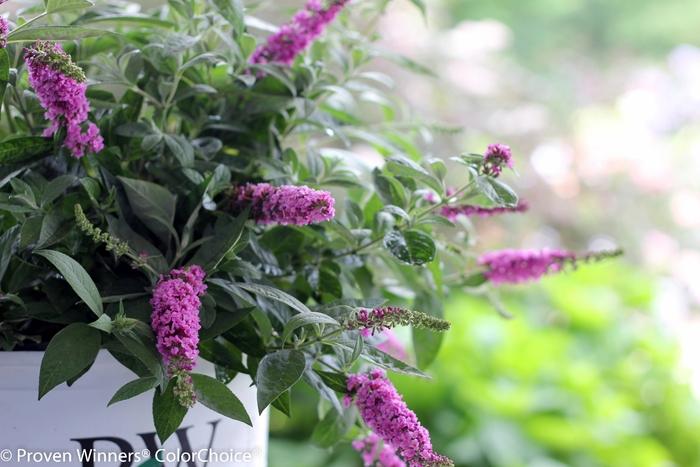 Buddleia Lo & Behold&reg; Pink Micro Chip