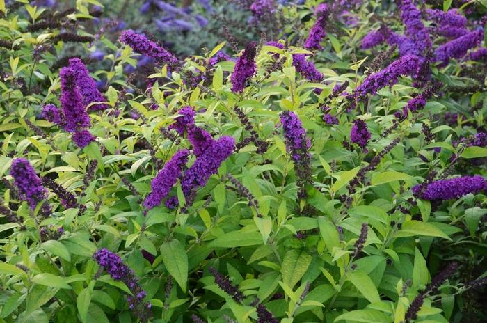 Buddleia davidii Monarch&reg; Crown Jewels