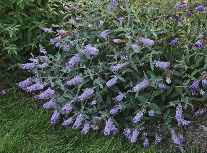 Buddleia davidii Monarch&reg; Glass Slippers