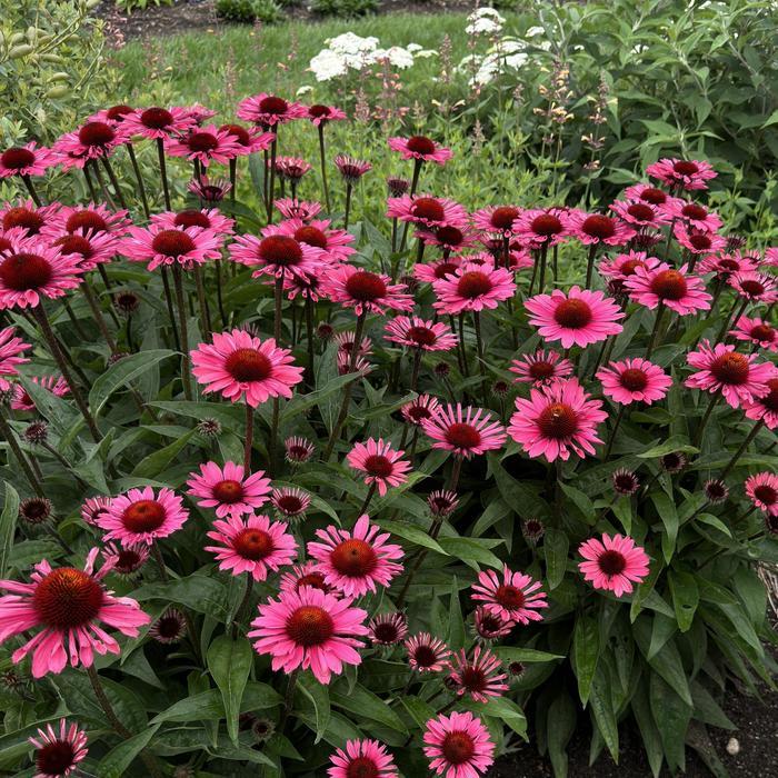 Echinacea Eye-Catcher&trade; Coral Craze