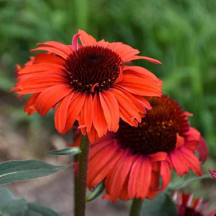 Echinacea Eye-Catcher&trade; Tanager