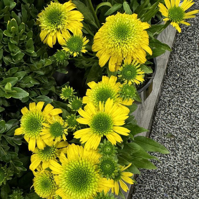 Echinacea Sunny Days&trade; Lemon