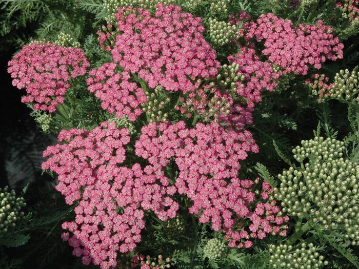 Achillea millefolium Tutti Frutti&trade; Pink Grapefruit