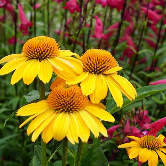 Echinacea Sombrero&reg; Lemon Yellow