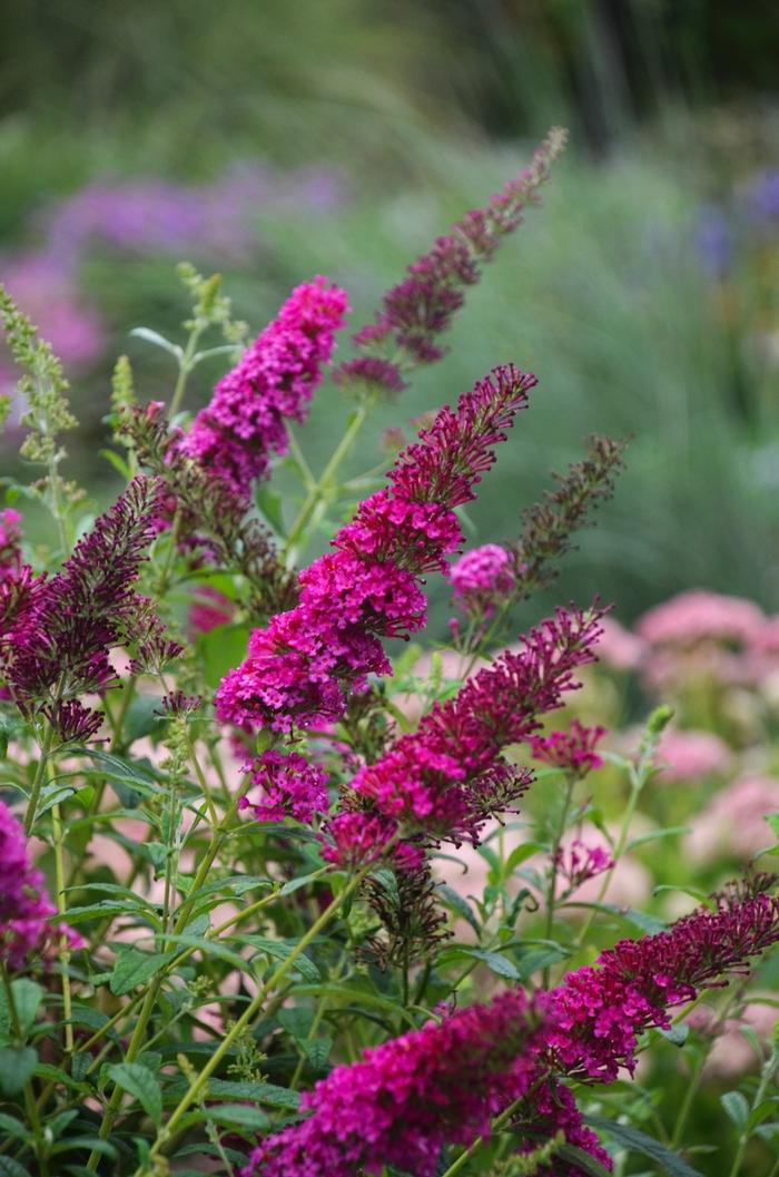 Buddleia davidii Monarch&reg; Queen of Hearts