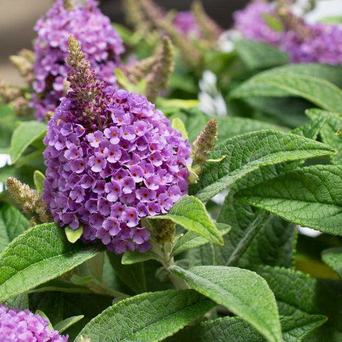 Buddleia davidii Dapper&reg; Lavender
