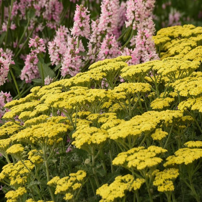 Achillea 'Firefly Sunshine' - Deer and rabbit resistant, but hummingbirds and butterflies LOVE it.