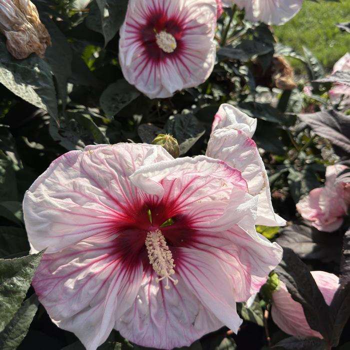 Hibiscus Summerific® Cherry Choco Latte