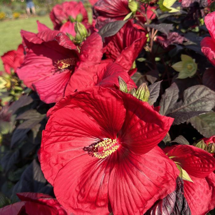 Hibiscus Summerific&reg; Holy Grail