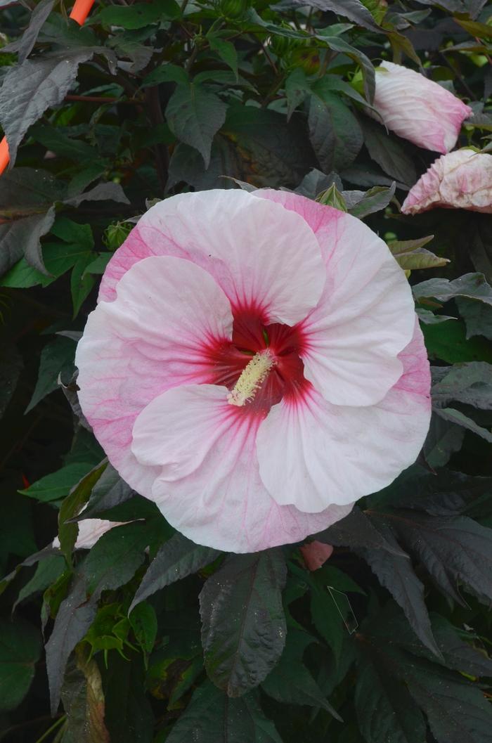 Hibiscus Summerific&reg; Perfect Storm
