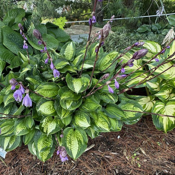Hosta Island Breeze