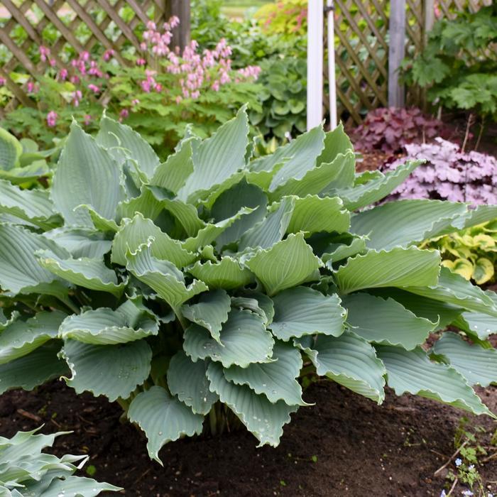 Hosta Shadowland&reg; Diamond Lake