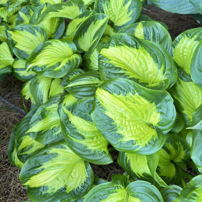 Hosta Shadowland&reg; Etched Glass