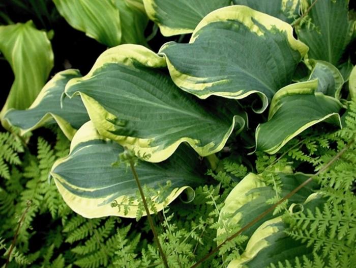 Hosta Shadowland&reg; Wheee!