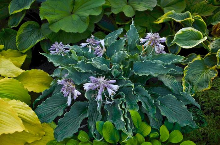 Hosta Shadowland&reg; Waterslide