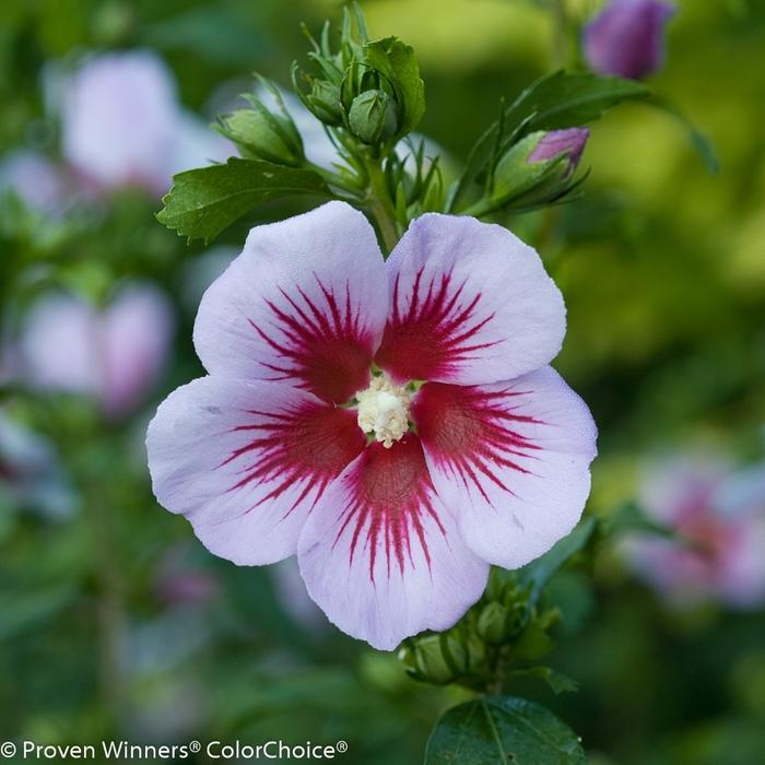 Hibiscus syriacus Orchid Satin&reg;