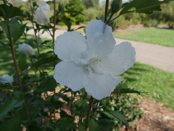Hibiscus syriacus White Pillar&reg;