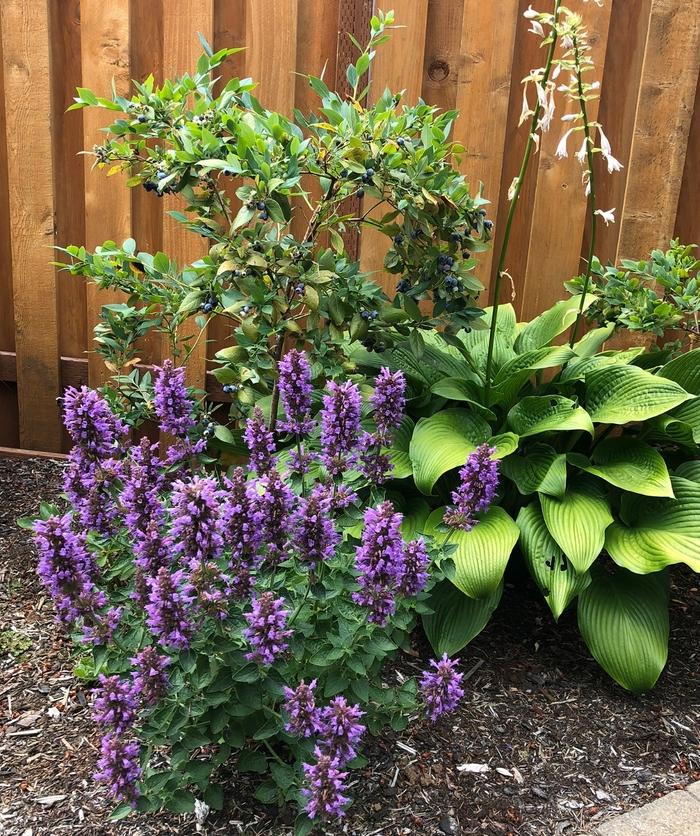 Agastache Poquito&trade; Dark Blue