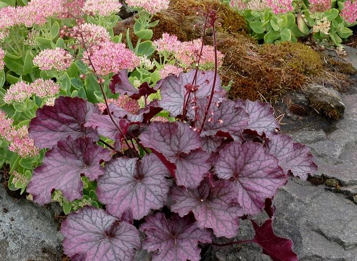 Heuchera Northern Exposure&trade; Purple