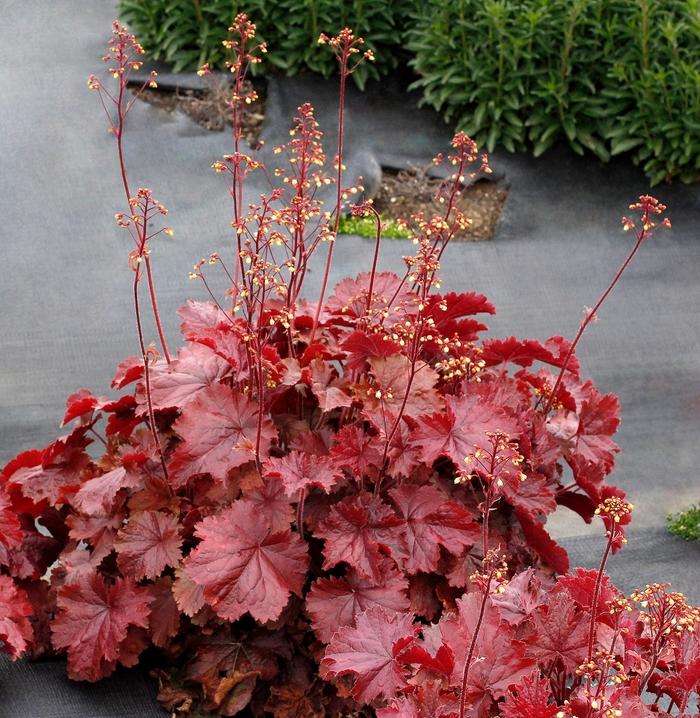 Heuchera Northern Exposure&trade; Red