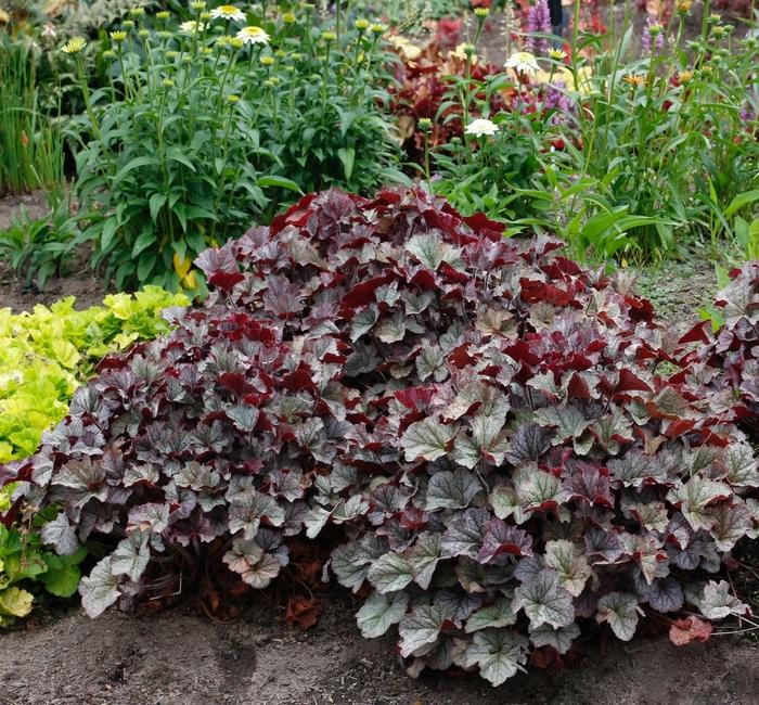 Heuchera Northern Exposure&trade; Silver