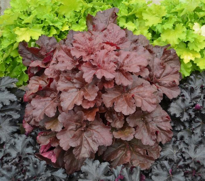Heuchera Primo&reg; Mahogany Monster