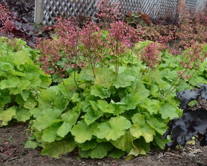 Heuchera Primo&trade; Pretty Pistachio
