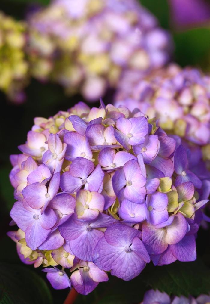 Hydrangea macrophylla Endless Summer BloomStruck&reg;