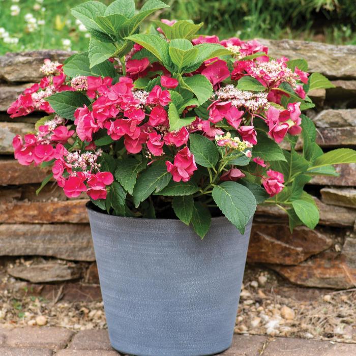 Hydrangea macrophylla Cherry Explosion&trade;