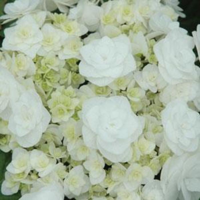 Hydrangea macrophylla Double Delights&trade; Wedding Gown