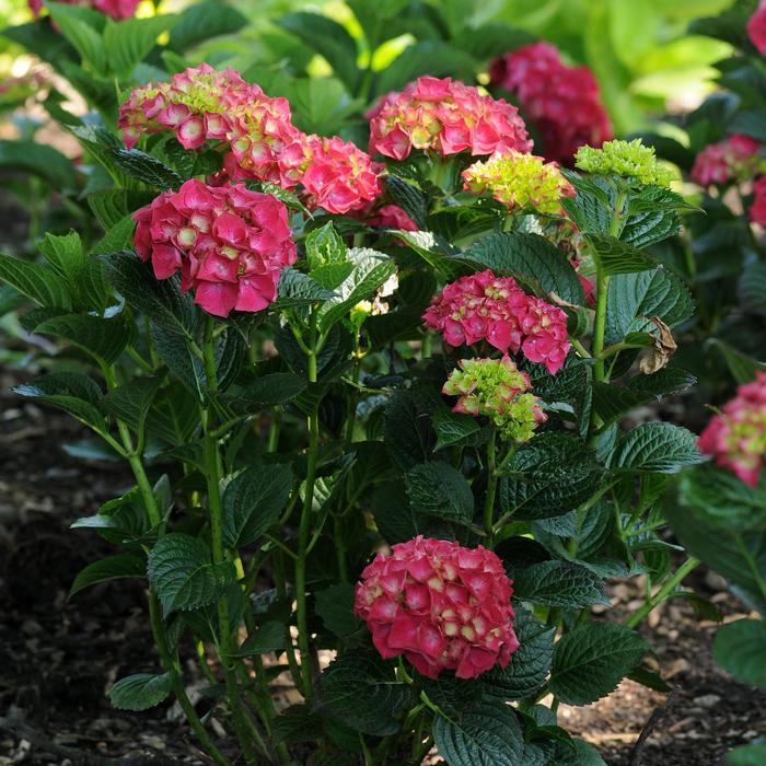 Hydrangea paniculata Magical&reg; Ruby Red