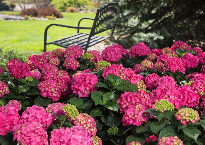 Hydrangea macrophylla Endless Summer&reg; Summer Crush&reg;