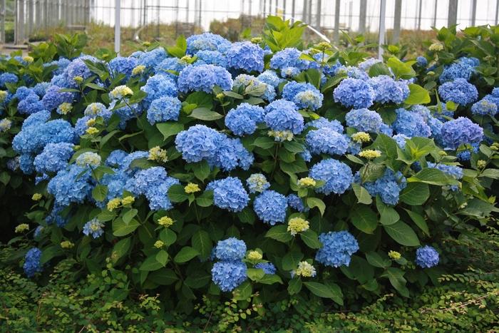 Hydrangea macrophylla Endless Summer&reg; The Original&reg;