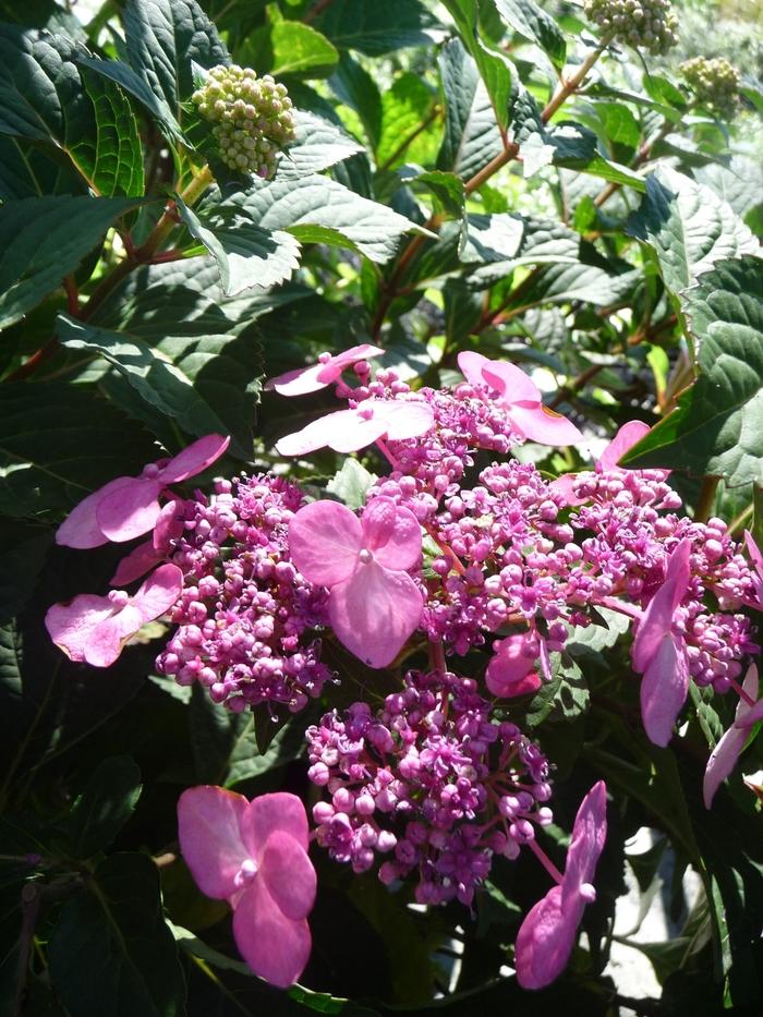 Hydrangea macrophylla Endless Summer&reg; Twist-n-Shout&reg;