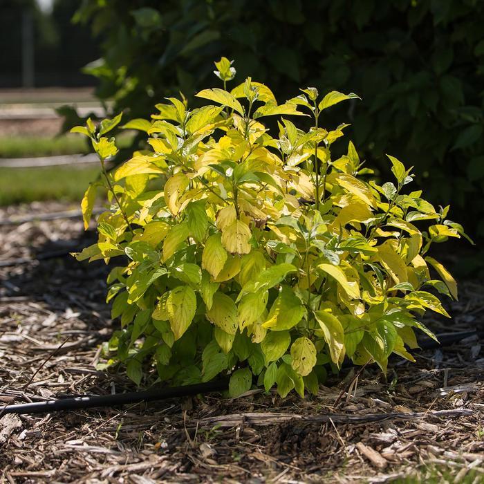 Cornus alba Neon Burst&trade;
