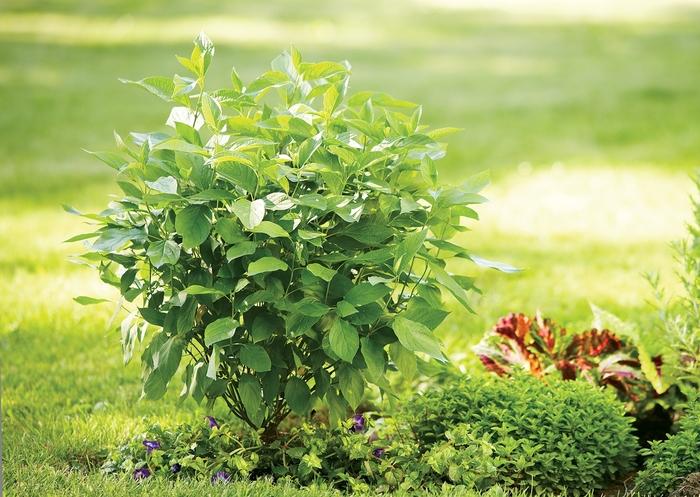 Cornus stolonifera Arctic Fire&reg; Red