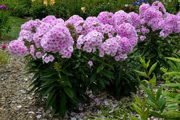 Phlox paniculata Luminary&trade; Opalescence