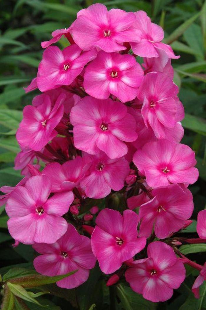 Phlox paniculata Candy Store&reg; Bubblegum Pink&trade;