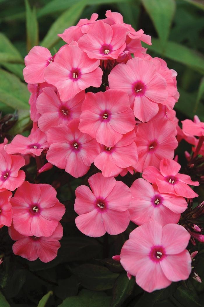 Phlox paniculata Candy Store&reg; Coral Crème Drop&trade;