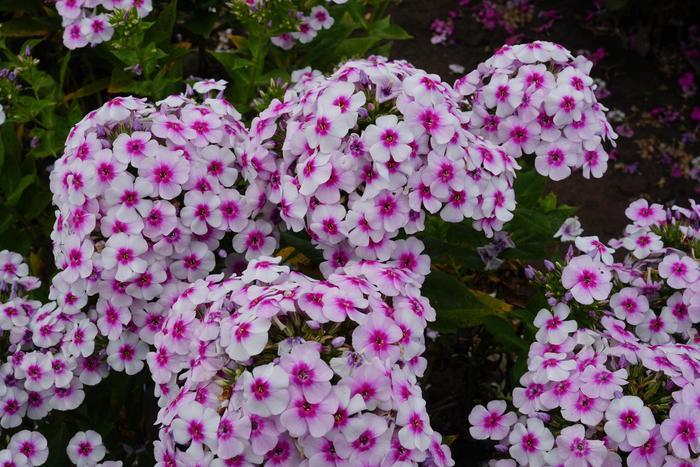 Phlox paniculata Ka-Pow&reg; White Bicolor