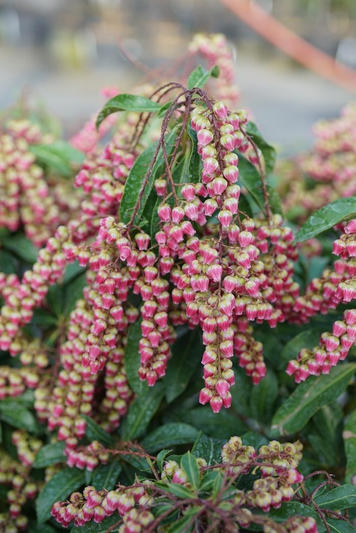 Pieris japonica Interstella&reg;
