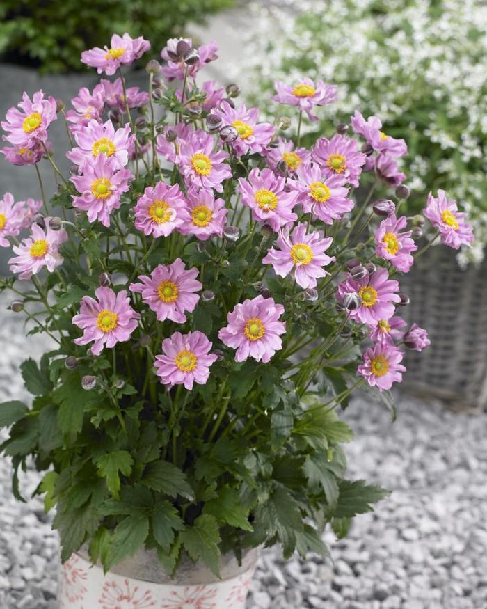 Anemone hupehensis Fantasy&trade; Pocahontas
